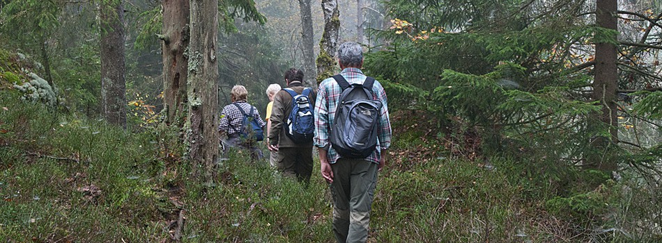 En grupp människor som vandrar på en vandringsled i skogen.