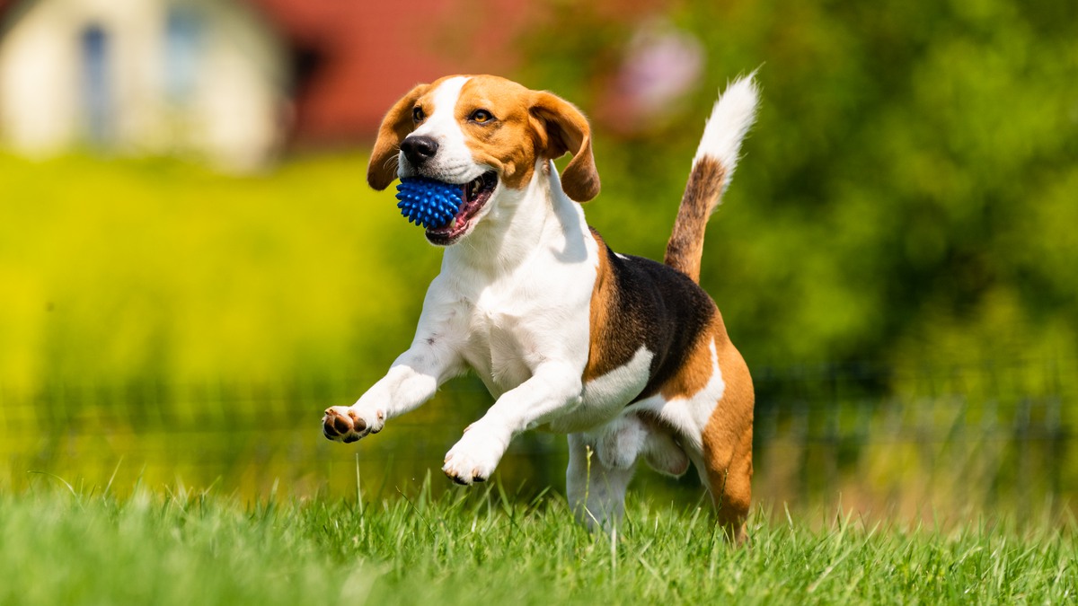 Glad hund springer med boll i munnen