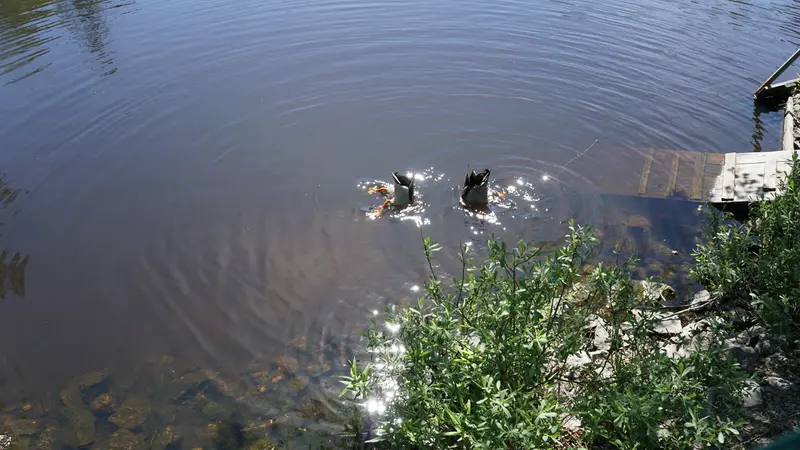 Fågeldammarna i Surte. Foto: Anna Olvmark